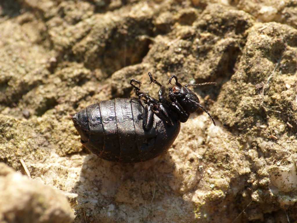 Meloe murinus - Tolfa (RM)